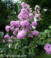 Lagerstroemia Speciosa
